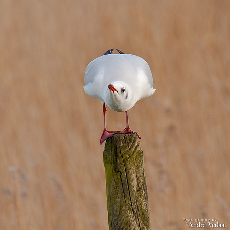 Kokmeeuw / Black-headed Gull - Schardam