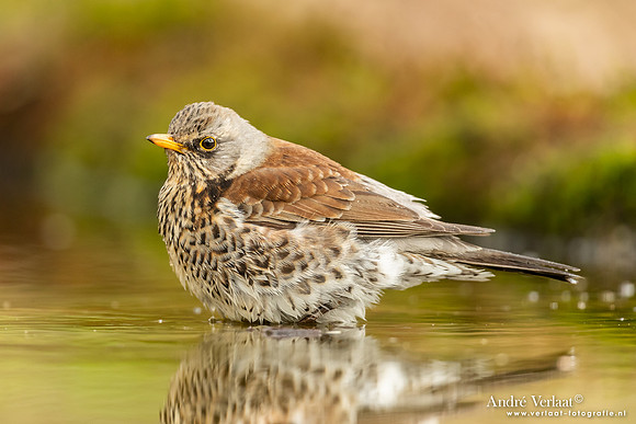 Kramsvogel / Fieldfare - Holten