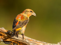 Kruisbek / Crossbill - Lemelerberg