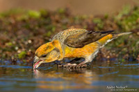 Kruisbek / Crossbill - Lemelerberg
