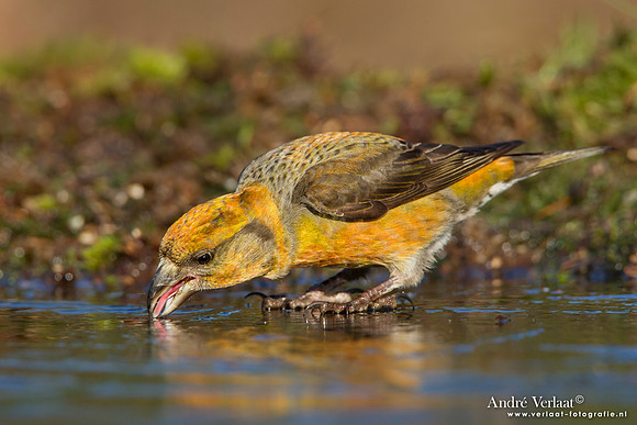 Kruisbek / Crossbill - Lemelerberg