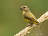 Kruisbek / Crossbill - Holten