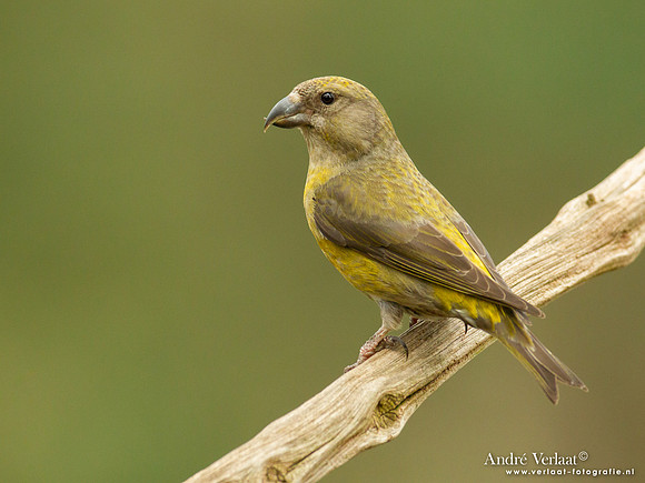 Kruisbek / Crossbill - Holten