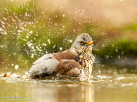 Kramsvogel / Fieldfare - Holten