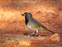 Kuiforeoica / Crested Bellbird