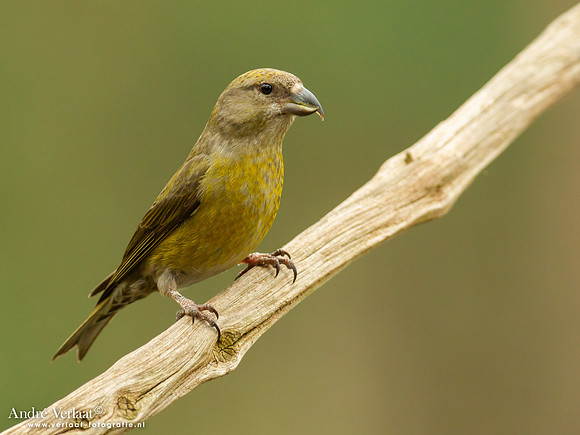 Kruisbek / Crossbill - Holten