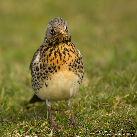 Kramsvogel / Fieldfare - Schardam