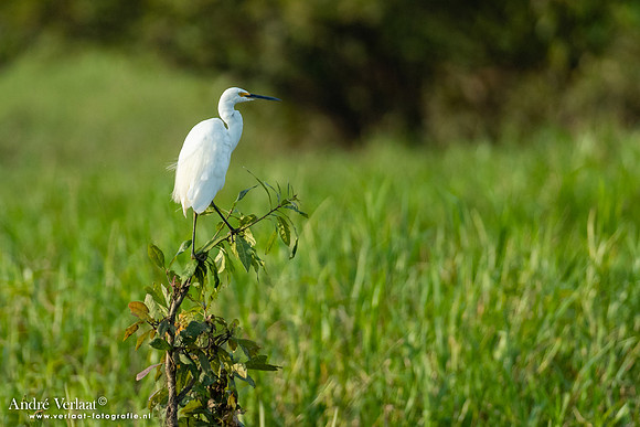 Oostelijke Grote Zilverreiger / Eastern Great Egret - Yellow Waters NT