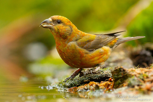 Kruisbek / Crossbill - Holten
