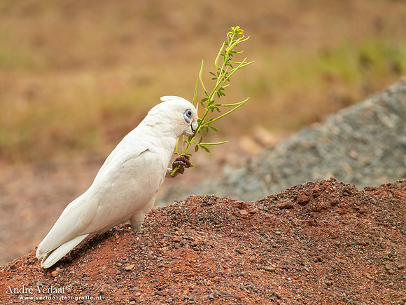 Naaktoogkaketoe / Little Corella - Corroboree Park Tavern NT