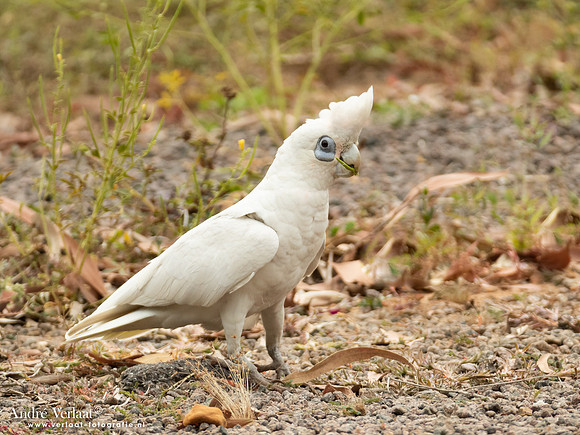 Naaktoogkaketoe / Little Corella - Corroboree Park Tavern NT