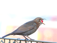 Kramsvogel / Fieldfare - Hoorn