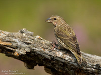 Kruisbek / Crossbill - Lemelerberg