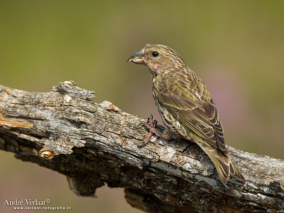 Kruisbek / Crossbill - Lemelerberg