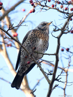 Kramsvogel / Fieldfare - Hoorn