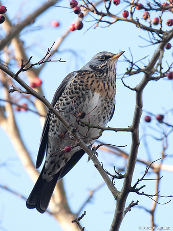 Kramsvogel / Fieldfare - Hoorn