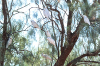 Naaktoogkaketoe / Little Corella - Flinders ranges SA