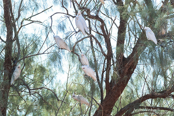 Naaktoogkaketoe / Little Corella - Flinders ranges SA