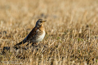 Kramsvogel / Fieldfare - Holten
