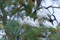 Naaktoogkaketoe / Little Corella - Coward Springs SA