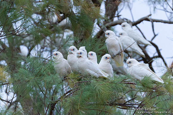 Naaktoogkaketoe / Little Corella - Coward Springs SA