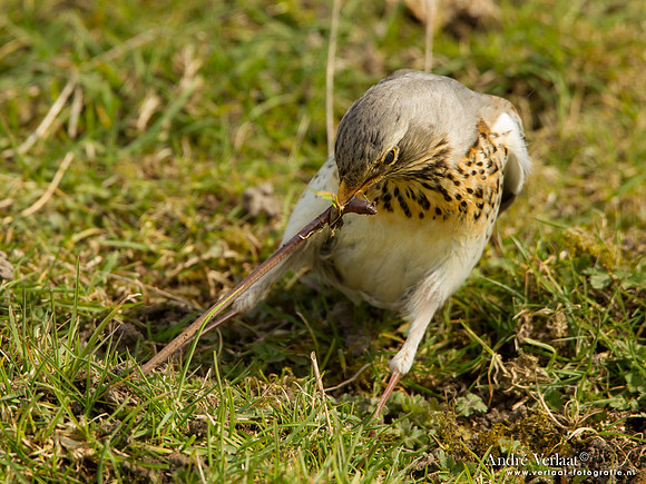 Kramsvogel / Fieldfare - Schardam