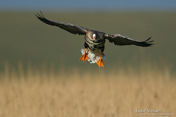 Kolgans / Greater White-fronted Goose - Camperduin