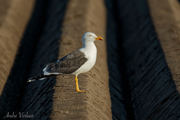 Kleine Mantelmeeuw / Lesser Black-backed Gull - Texel