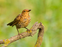 Merel / Blackbird