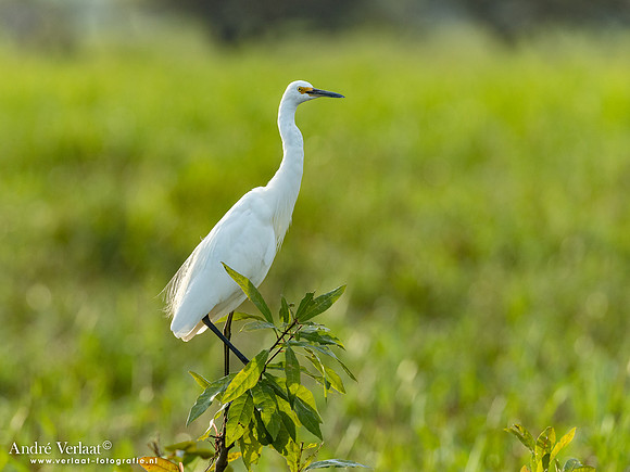 Oostelijke Grote Zilverreiger / Eastern Great Egret - Yellow Waters NT