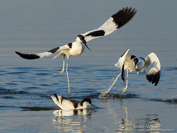 Kluut / Pied Avocet - Lesvos