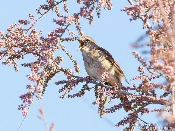 Nachtegaal / Common Nightingale - Lesvos