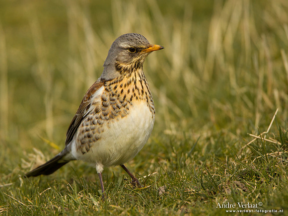 Kramsvogel / Fieldfare - Schardam