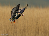 Kolgans / Greater White-fronted Goose - Camperduin