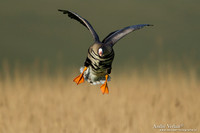 Kolgans / Greater White-fronted Goose - Camperduin