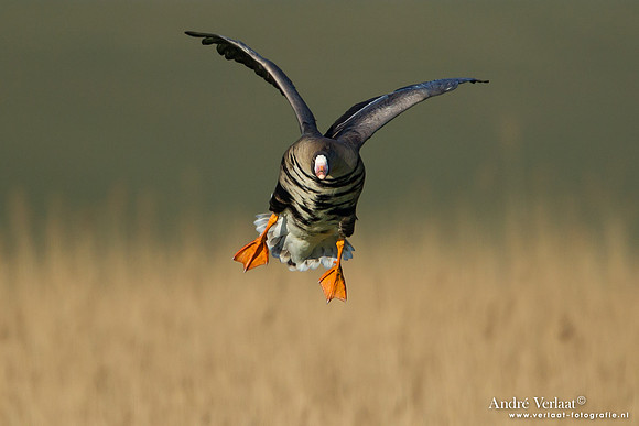 Kolgans / Greater White-fronted Goose - Camperduin