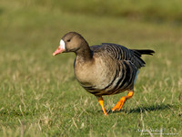 Kolgans / Greater White-fronted Goose - Camperduin