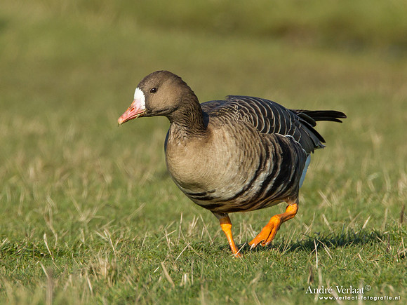Kolgans / Greater White-fronted Goose - Camperduin