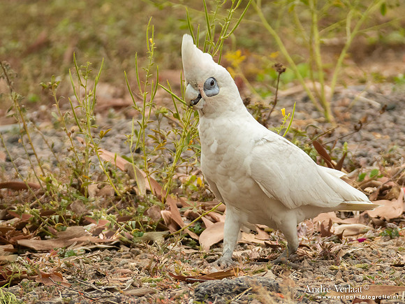 Naaktoogkaketoe / Little Corella - Corroboree Park Tavern NT