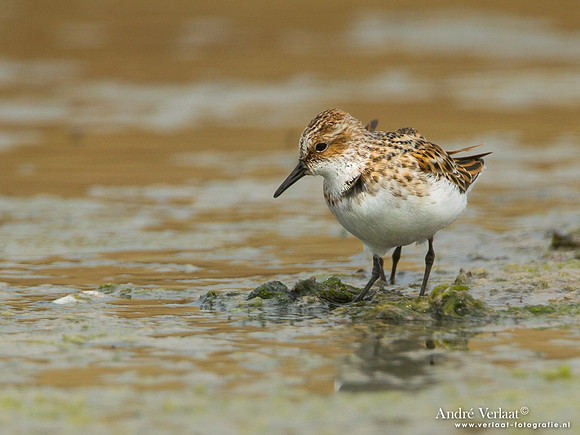 Kleine Strandloper / Liitle Stint - Lesvos