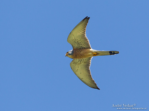 Kleine Torenvalk / Lesser Kestrel - Lesvos