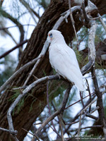 Naaktoogkaketoe / Little Corella - Coward Springs SA