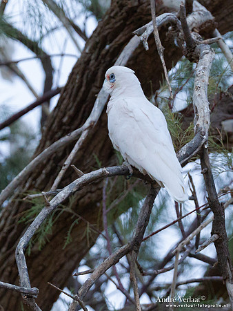 Naaktoogkaketoe / Little Corella - Coward Springs SA
