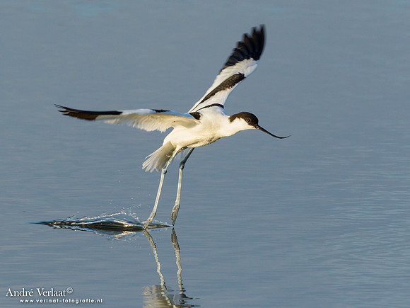 Kluut / Pied Avocet - Lesvos