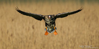 Kolgans / Greater White-fronted Goose - Camperduin