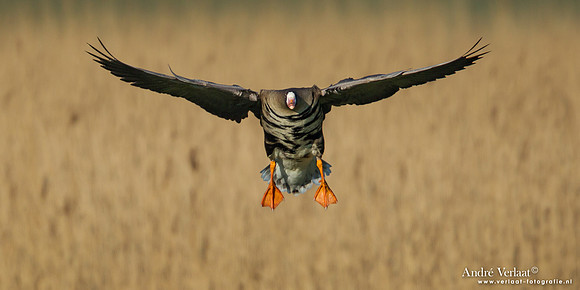 Kolgans / Greater White-fronted Goose - Camperduin