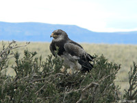 Grijze Arendbuizerd / Black-chested Buzzard Eagle - El Calafate, Argentina