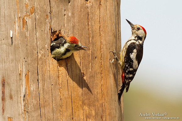 Middelste Bonte Specht / Middle Spotted Woodpecker - Lesvos