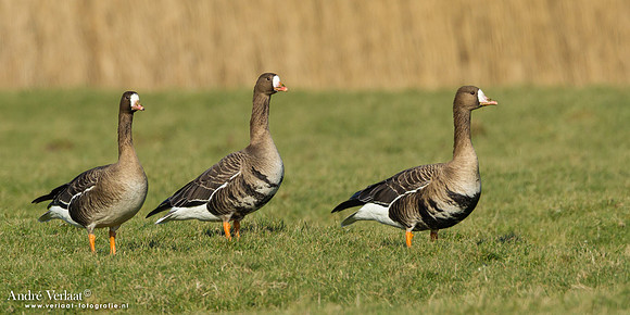 Kolgans / Greater White-fronted Goose - Camperduin