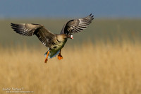 Kolgans / Greater White-fronted Goose - Camperduin